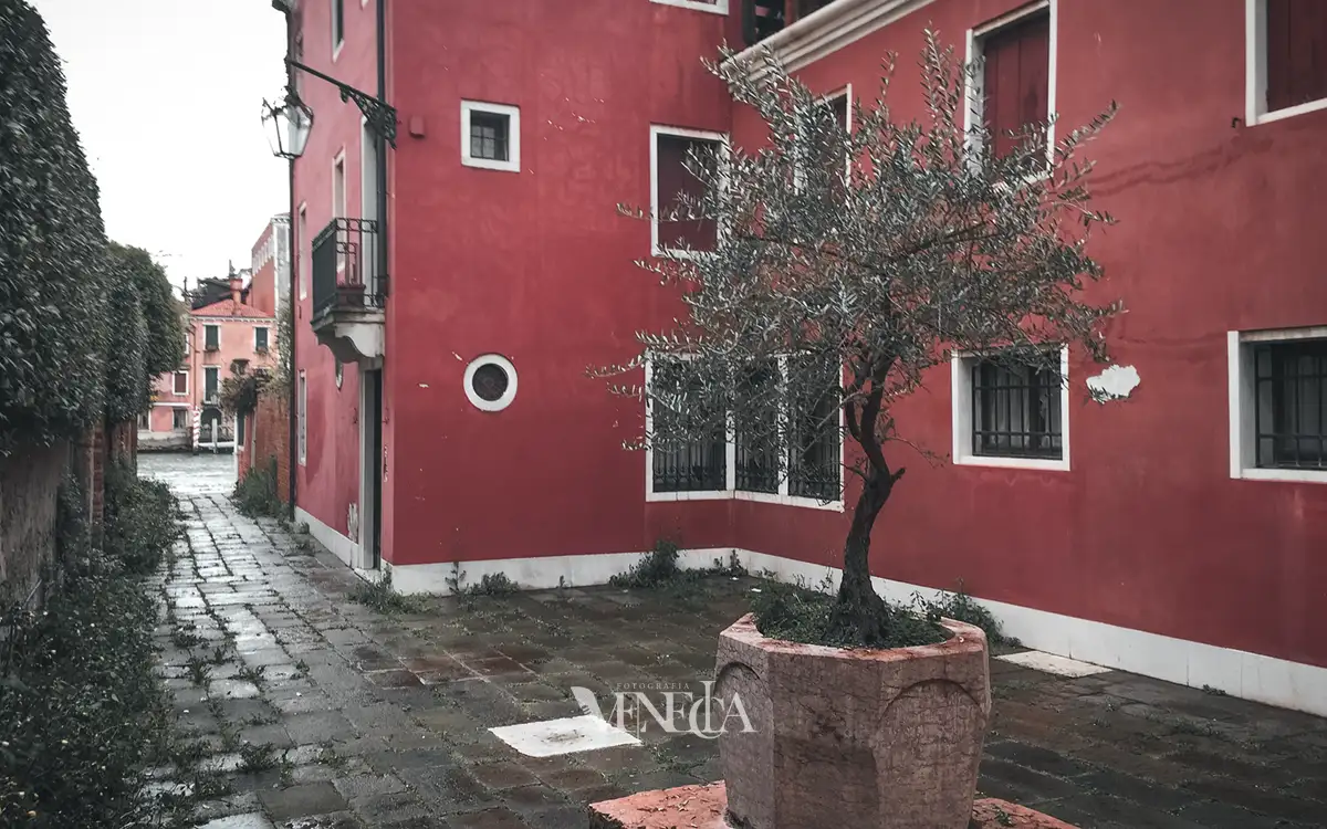 Brocal con árbol en Venecia